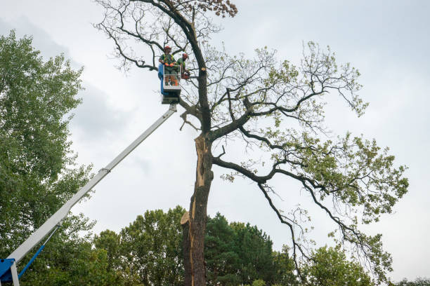 Best Tree Disease Treatment  in Pine Ridge At Crestwood, NJ