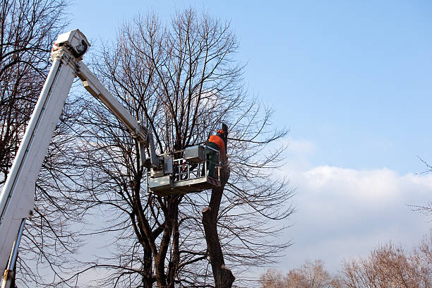 Reliable Pine Ridge At Crestwood, NJ Tree Removal Services Solutions