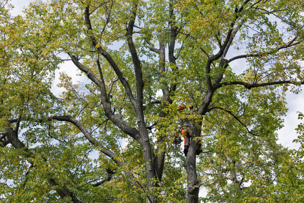  Pine Ridge At Crestwood, NJ Tree Removal Services Pros